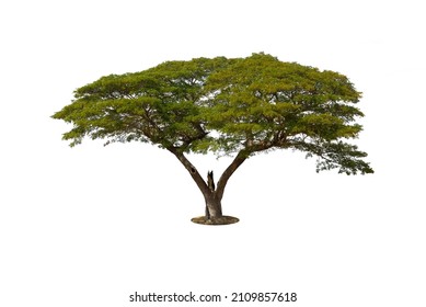 Rain Tree Isolated On White Background Stock Photo 2109857618 