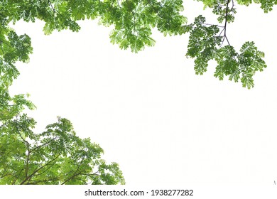 Rain Tree Leaf Frame Background