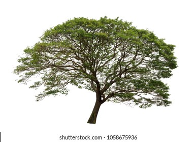 Raintree Images, Stock Photos & Vectors | Shutterstock