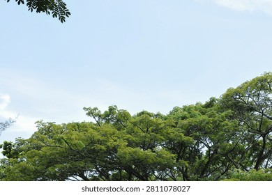 a Rain Tree (Samanea saman), a large tropical tree known for its wide, umbrella-shaped canopy