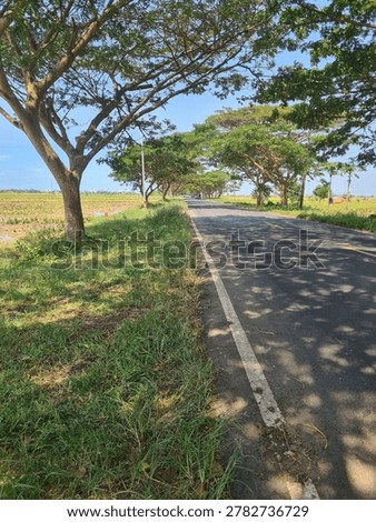 Rain trees
Rain trees line the right and left of the road, providing shade for people passing by.