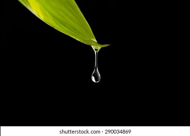 Rain Water Drop To Green Leaf