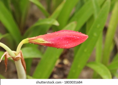 Rain Water Droplets On Red Amaryllis Lily Flower Which Is Ready To Bloom. Amaryllis Lily Are Trumpet Shaped Flowersin Red And White, Pink, Salmon, Apricot, Yellow, Rose Or Deep Burgundy Colors.