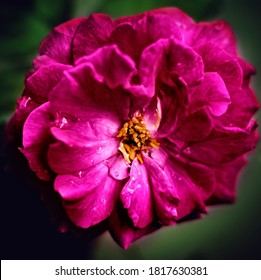 A Rain Water Drops On Pink Flowers In A Rainyday In Dahod, Gujarat