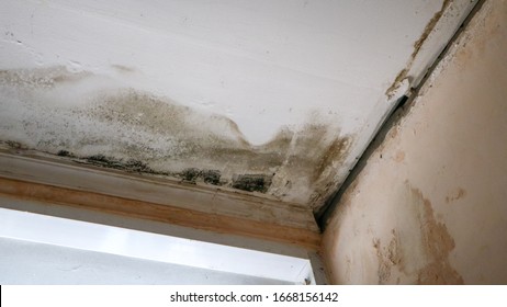 rain water leaks causing damp and moldy wall and peeling paint in a domestic room