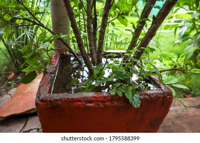 Rain Water Overflow In Flowerpot In India. Heavy Rainfall In India.