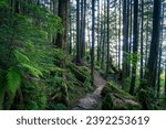 Rainbird Hiking Trail in Tongass National Forest in Ketchikan, Alaska. Sitka spruce, ferns, and rocky trail through temperate rain forest.  