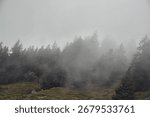 A rainbow appears over a forest. The image was taken in Crans Montana, Switzerland.
