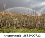 A rainbow arches over a hillside in the Kawuneeche Valley in Rocky Mountain National park which burned during the East Troublesome forest fire in 2020.