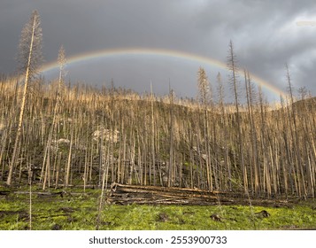 A rainbow arches over a hillside in the Kawuneeche Valley in Rocky Mountain National park which burned during the East Troublesome forest fire in 2020. - Powered by Shutterstock