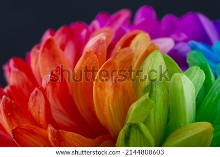 Rainbow astra flower banner. Colorful daisy background. Rainbow abstract surface.