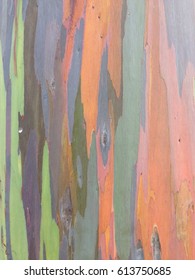 Rainbow Bark Of A Gumtree 