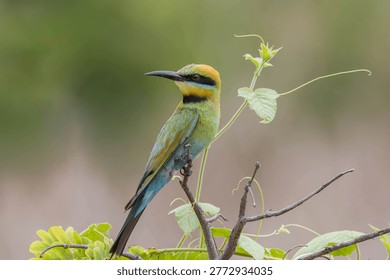Rainbow Bea eater perched with climbing plant