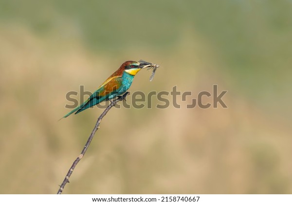 Rainbow Bee Bird perched on a tree\
branch , preying on grasshoppers in its beak . The bird comes from\
a bird family called Meropidae and is found in\
Turkey.