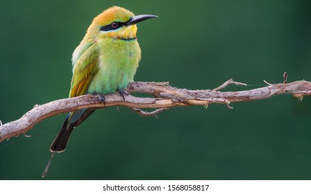 Rainbow Bee Eater Images Stock Photos Vectors Shutterstock