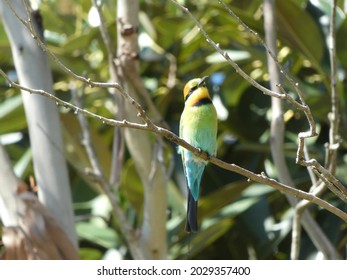 Rainbow Bee Eater Bird Surrounded By Greenery