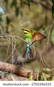 Rainbow Bee Eater in flight. Brightly colored bee-eater with yellow face with black mask, green and blue underparts, black tail streamers. 