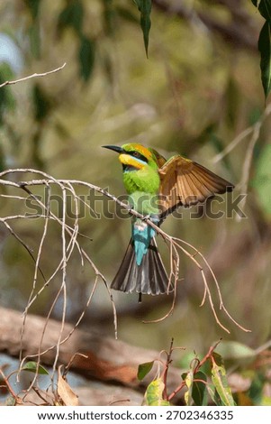 Rainbow Bee Eater in flight. Brightly colored bee-eater with yellow face with black mask, green and blue underparts, black tail streamers. 
