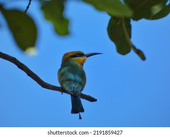 A Rainbow Bee Eater In Northern Territory, Australia