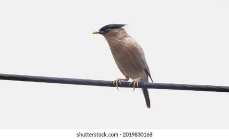 A Rainbow Bee Eater Perched On A Wire