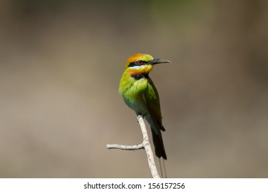 Bird Bee Eater Stock Photos Images Photography Shutterstock