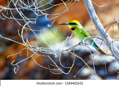 Rainbow Bee Eater Images Stock Photos Vectors Shutterstock