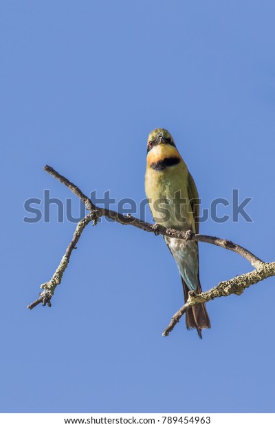 Rainbow Beeeater Merops Ornatus Jingellic New Stock Photo Edit