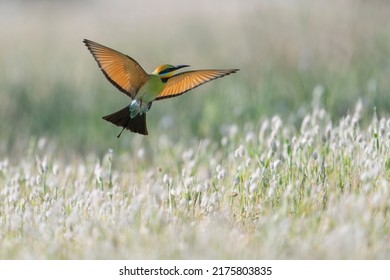 The Rainbow Bee-eater Is A Near Passerine Bird In The Bee-eater Family Meropidae