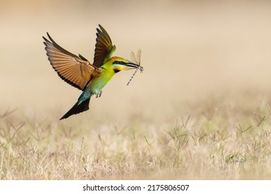 The Rainbow Bee-eater Is A Near Passerine Bird In The Bee-eater Family Meropidae. 