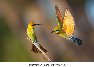 Rainbow Bee-eater pair sitting and flight 