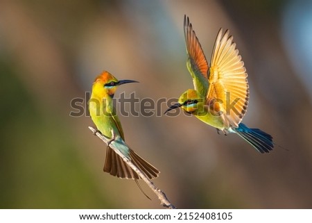 Rainbow Bee-eater pair sitting and flight 