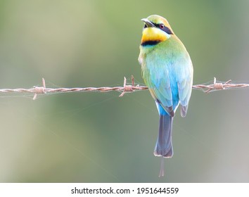 Rainbow Bee-eater Perched On A Barbed Wire Fence, Weipa, Cape York, Queensland