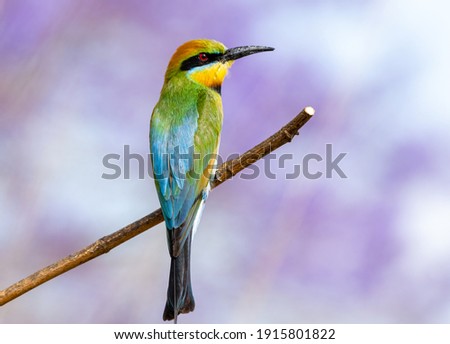 Rainbow Bee-eater is perched on a tree branch with purple flowers from the Jacaranda tree. The bird comes from a family of birds called Meropidae and is found in Australia.