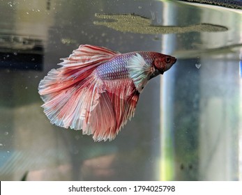 Rainbow Betta Fish With Bubble Nest