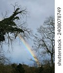 Rainbow between two trees in the forest on the plain with a cloudy sky