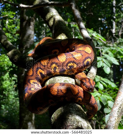 Rainbow Boa, Epicrates cenchria cenchria.