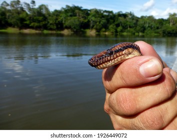 Rainbow Boa  (Epicrates Cenchria) Boidae Family. Amazon Rainforest, Brazil