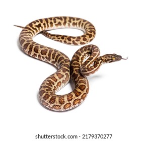 Rainbow Boa Sniffing Tongue Out, Epicrates Cenchria, Isolated On White