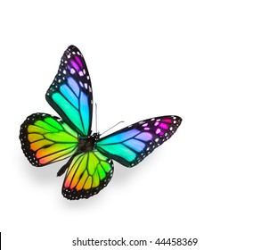 Rainbow Butterfly Isolated on White