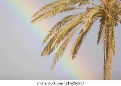 Rainbow And Canary Island Date Palm Phoenix Canariensis. Tecina. San Sebastian De La Gomera. La Gomera. Canary Islands. Spain.