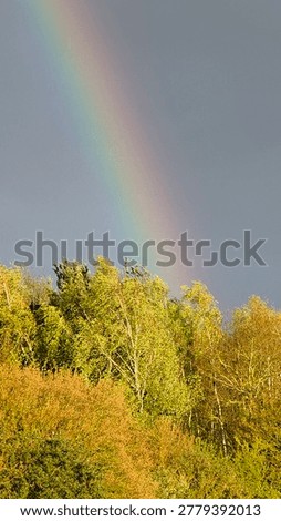 Rainbow captured over a lush forest scene.