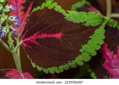 Rainbow Coleus Leaf, Green, Burgundy And Pink Color