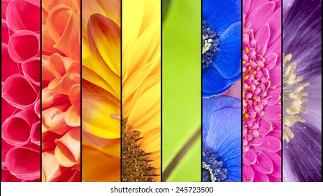 Rainbow Collage Of Red Orange Yellow Green Blue Pink Violet Purple Colors Of Dahlia Sunflower Fern Leaf Anemone Windflower Gerbera And Poppy Flowers In Closeup Separated With Black Strips