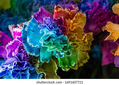 Rainbow Color Carnations. Colorful Flowers. Close Up Flowers.