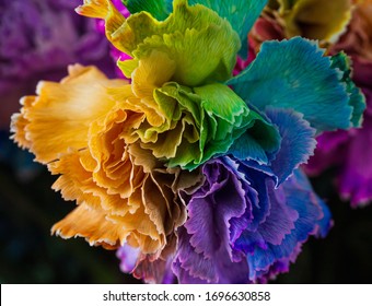 Rainbow Color Carnations. Colorful Flowers. Close Up Flowers.