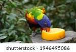 rainbow colored lorikeet bird (trichoglossus moluccanus) eating a delicious orange fruit