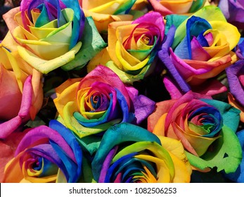 Rainbow colored roses - Pride 25 years