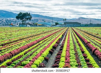 Rainbow Of Colorful (colourful) Fields Of Summer Crops (lettuce Plants), Including Mixed Green, Red, Purple Varieties, Grow In Rows In Salinas Valley Of Central California (United States, America).   