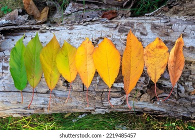 Rainbow Colors Of Autumn Leaves, Arranged In Line On Old Tree Log