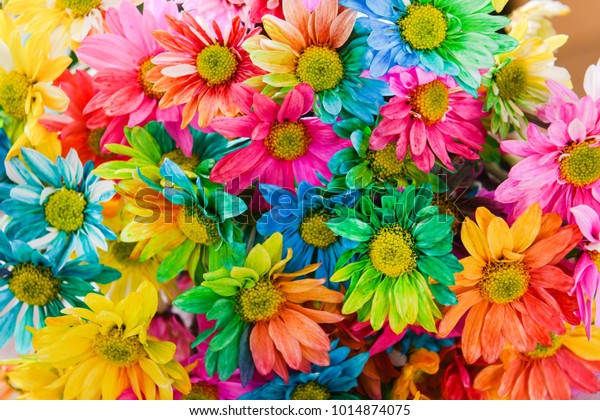 Rainbow Daisies. Chrysanthemum\
Rainbow Flower. Bouquets of blossom rainbow Chrysanthemum flowers,\
selective focus. Multi colored daisy flowers pattern\
background\

